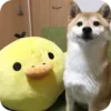 Стикер 6 𝘚𝘩𝘪𝘣𝘢 𝘐𝘯𝘶