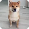 Стикер 28 𝘚𝘩𝘪𝘣𝘢 𝘐𝘯𝘶