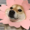 Стикер 8 Shibainydogefb