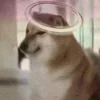 Стикер 3 Shibainydogefb