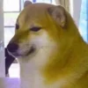 Стикер 24 Shibainydogefb