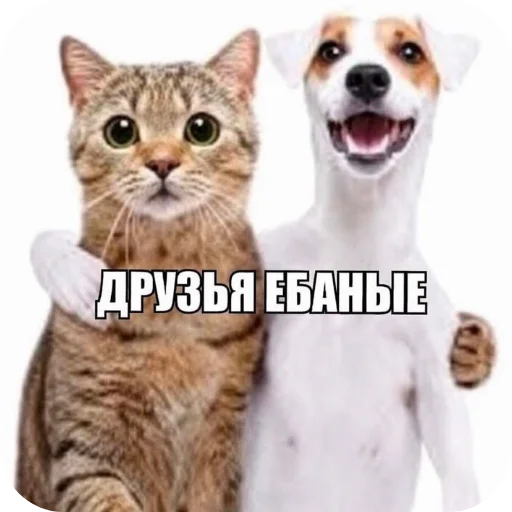 🐱 Стикер «Лунька» для Telegram