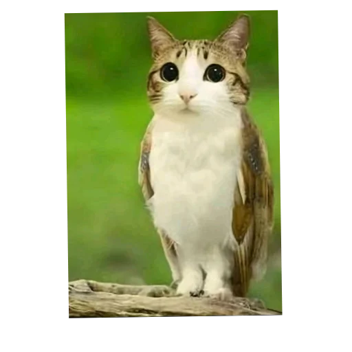 🐱 Стикер «Лунька» для Telegram