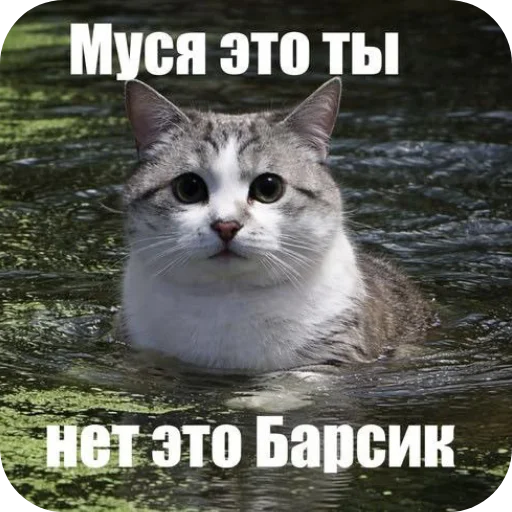 🐱 Стикер «Лунька» для Telegram