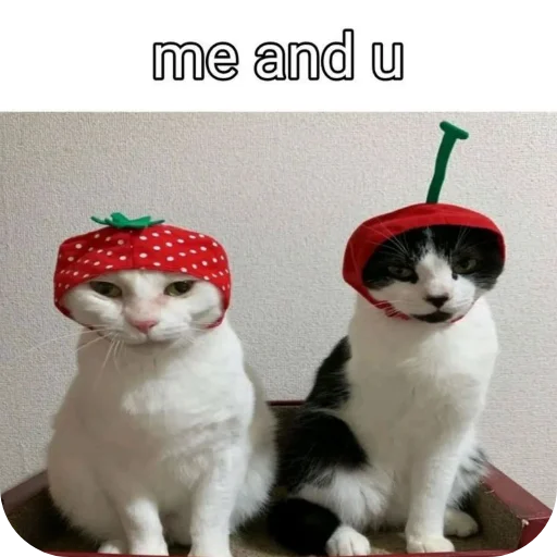 🐱 Стикер «Лунька» для Telegram