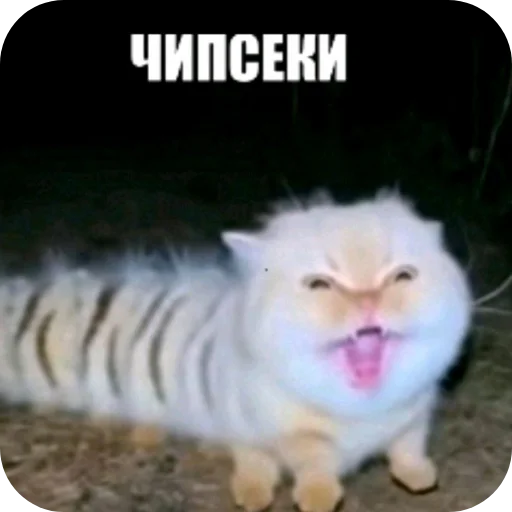 🐱 Стикер «Лунька» для Telegram
