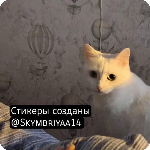 🌟 Стикер «Вечер с котом» для Telegram