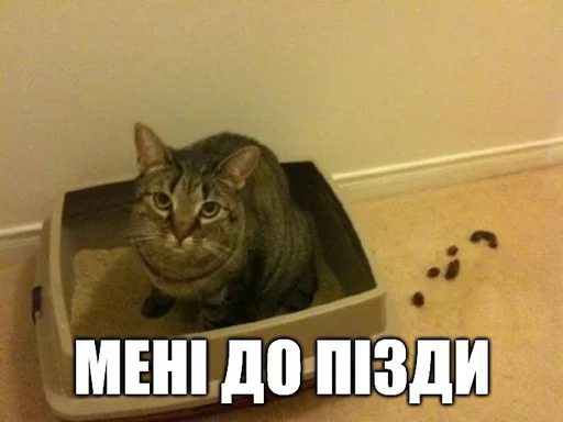 💋 Стикер «Коты-Украинцы» для Telegram