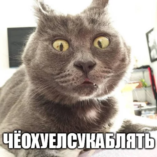 😡 Стикер «Коты-Украинцы» для Telegram