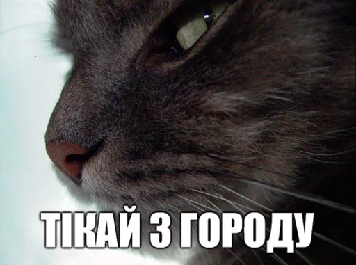 😉 Стикер «Коты-Украинцы» для Telegram