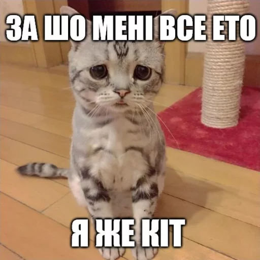 😔 Стикер «Коты-Украинцы» для Telegram