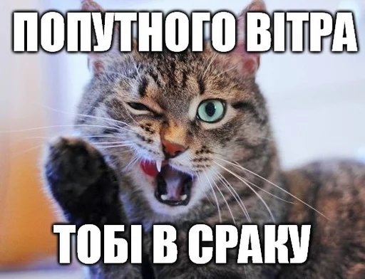 😏 Стикер «Коты-Украинцы» для Telegram