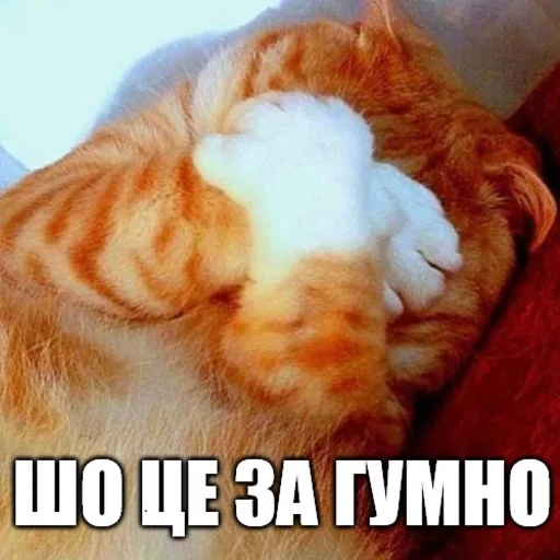 😝 Стикер «Коты-Украинцы» для Telegram