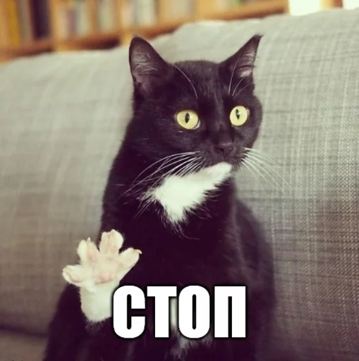 🙊 Стикер «Коты-Украинцы» для Telegram