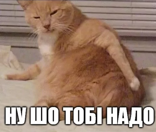 😒 Стикер «Коты-Украинцы» для Telegram