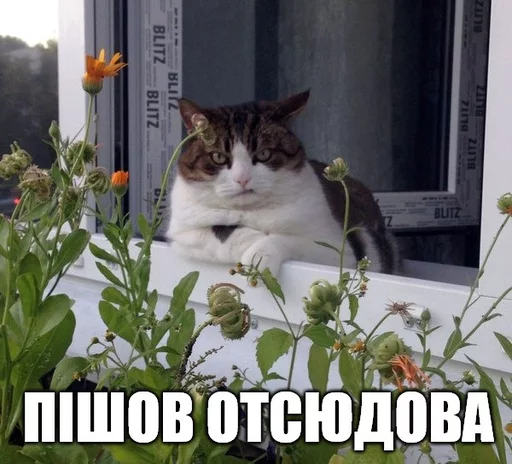 😝 Стикер «Коты-Украинцы» для Telegram