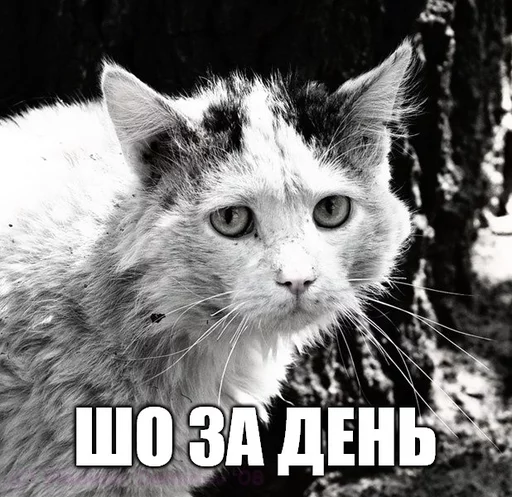😵 Стикер «Коты-Украинцы» для Telegram