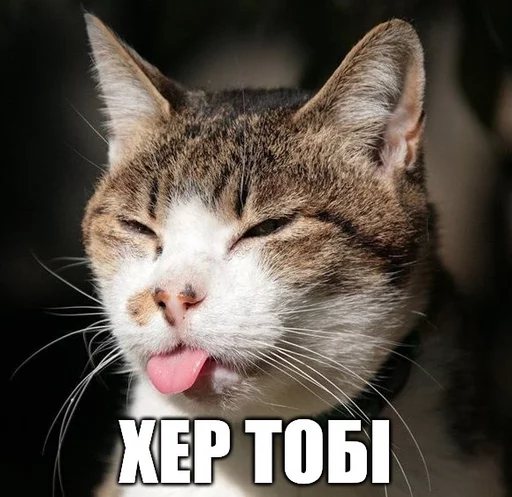 😛 Стикер «Коты-Украинцы» для Telegram