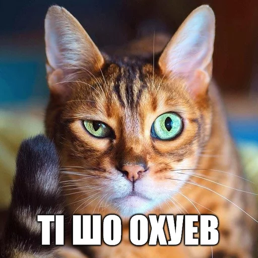 🧕 Стикер «Коты-Украинцы» для Telegram