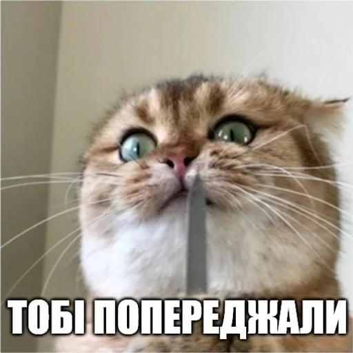 🌶 Стикер «Коты-Украинцы» для Telegram