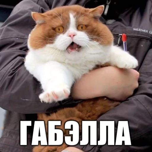 🌝 Стикер «Коты-Украинцы» для Telegram