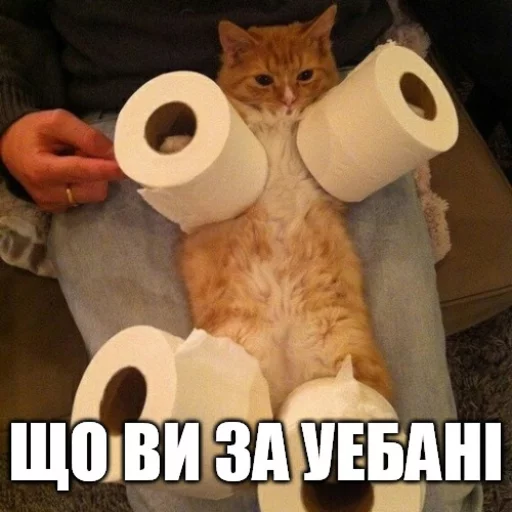 🐷 Стикер «Коты-Украинцы» для Telegram