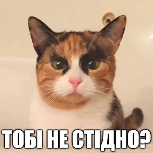 6⃣ Стикер «Коты-Украинцы» для Telegram