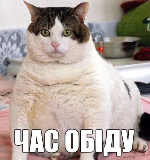 🍔 Стикер «Коты-Украинцы» для Telegram