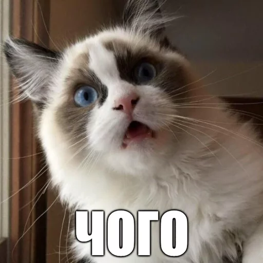 🐖 Стикер «Коты-Украинцы» для Telegram