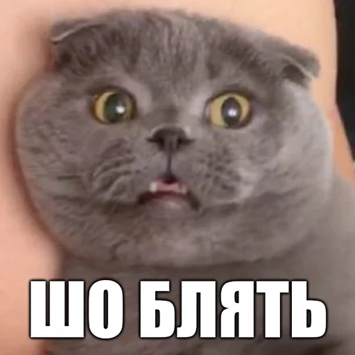 🍾 Стикер «Коты-Украинцы» для Telegram