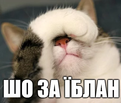 🚑 Стикер «Коты-Украинцы» для Telegram