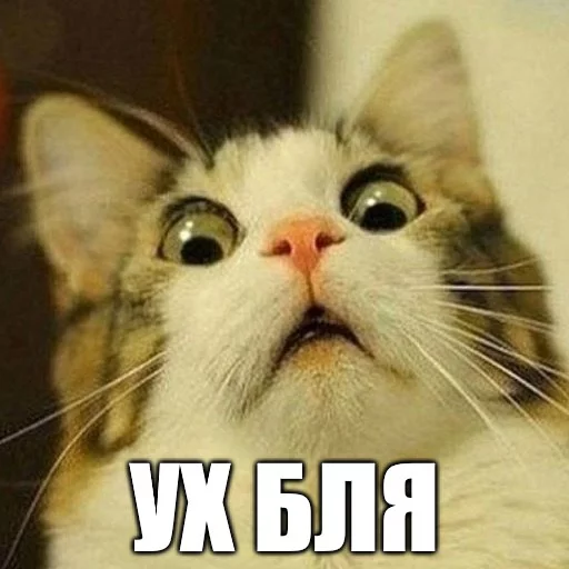 🌪 Стикер «Коты-Украинцы» для Telegram