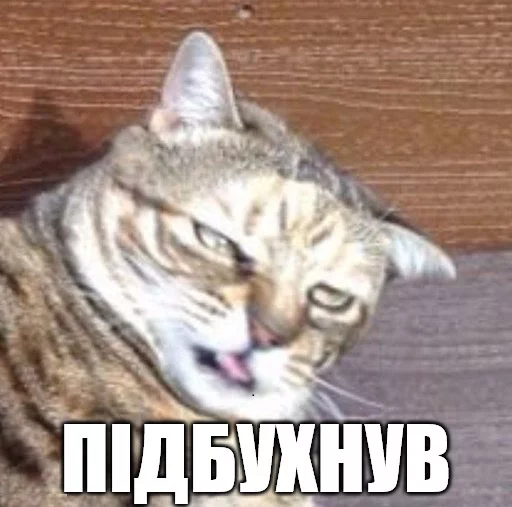 🍾 Стикер «Коты-Украинцы» для Telegram