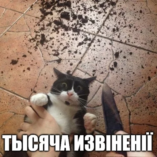 🍆 Стикер «Коты-Украинцы» для Telegram