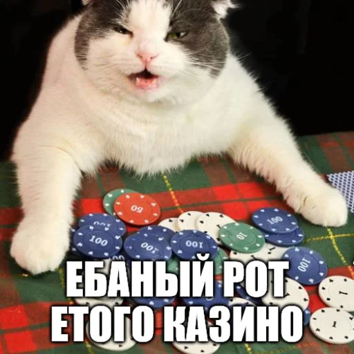 🏋‍♂ Стикер «Коты-Украинцы» для Telegram