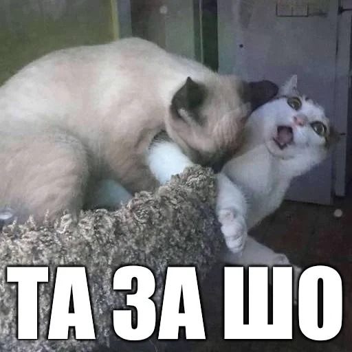 😳 Стикер «Коты-Украинцы» для Telegram