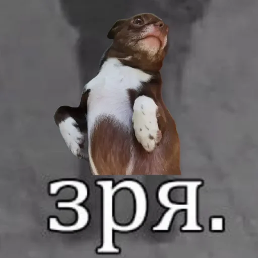 🤫 Стикер «Sobaka3000» для Telegram