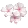 🌸 Эмодзи «ིྀ†Soft pink†ིྀ ⟣ ⟢ ༉» для Telegram
