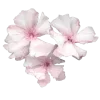 🌸 Эмодзи «ིྀ†Soft pink†ིྀ ⟣ ⟢ ༉» для Telegram