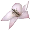 🌸 Эмодзи «ིྀ†Soft pink†ིྀ ⟣ ⟢ ༉» для Telegram