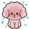 Стикер 13 Poodle