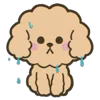 Стикер 12 Poodle