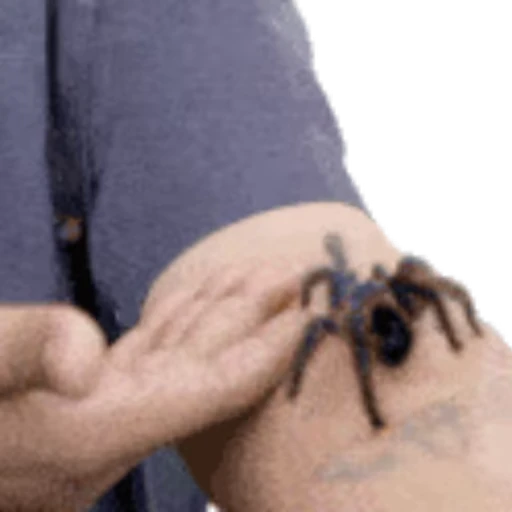 🕷 Стикер «Пауки» для Telegram