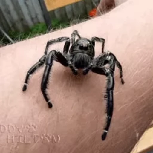 🕷 Стикер «Пауки» для Telegram