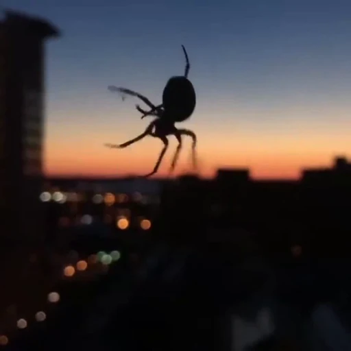 🕷 Стикер «Пауки» для Telegram