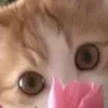 🤩 Эмодзи «⋆˚࿔ dividers ˚⋆» для Telegram