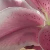 🤩 Эмодзи «⋆˚࿔ dividers ˚⋆» для Telegram