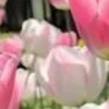 🤩 Эмодзи «⋆˚࿔ dividers ˚⋆» для Telegram