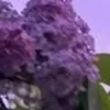 🤩 Эмодзи «⋆˚࿔ dividers ˚⋆» для Telegram