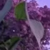 🤩 Эмодзи «⋆˚࿔ dividers ˚⋆» для Telegram